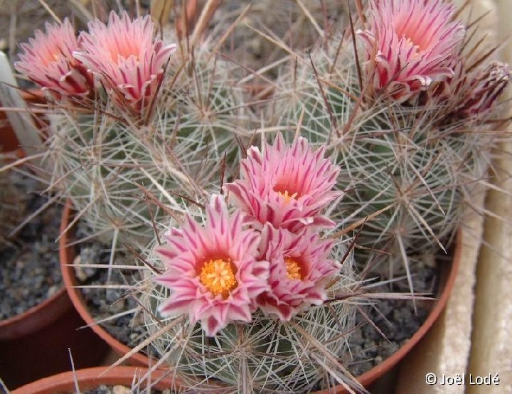 Thelocactus lausseri ©JLcoll.4298